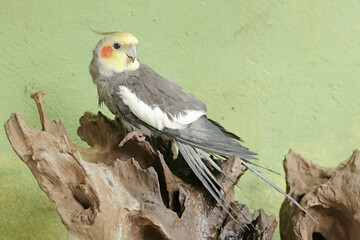 An Australian parakeet is resting on a dry tree trunk. This hook-billed bird has the scientific name Nymphicus hollandicus.