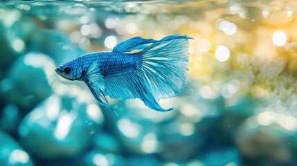 Vibrant blue Betta fish swimming in clear water