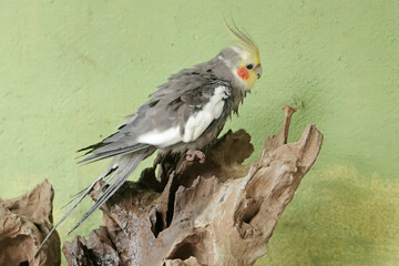 An Australian parakeet is resting on a dry tree trunk. This hook-billed bird has the scientific name Nymphicus hollandicus.