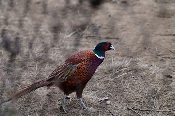 Raising Caged Pheasants, czech farm, nature landscape