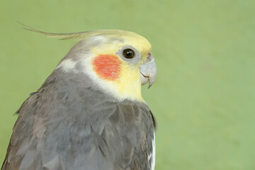 The face of an Australian parakeet that looks very dashing and dignified with a crest standing upright. This hook-billed bird has the scientific name Nymphicus hollandicus.