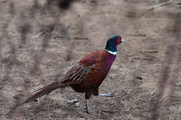 Raising Caged Pheasants, czech farm, nature landscape