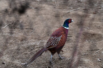 Raising Caged Pheasants, czech farm, nature landscape