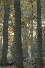 Morning glade in autumn