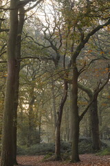 A thick morning forest 