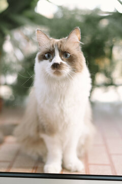 Beautiful brown and white fluffy cat at the window looking into space. Bellissimo gatto bianco e marrone alla finestra che guarda nel vuoto