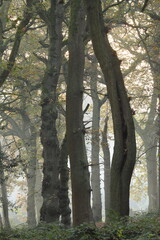 Fototapeta premium A trio of tall trees at first light