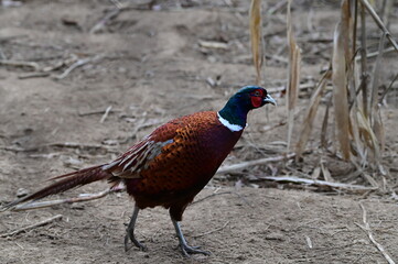 Raising Caged Pheasants, czech farm, nature landscape
