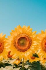 Obraz premium Sunflowers basking under a clear blue sky, showcasing vibrant yellow petals, AI