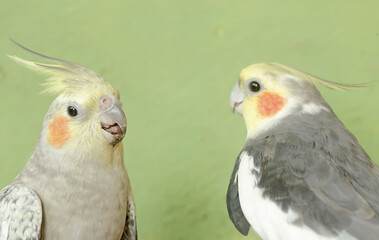 The face of a pair of Australian parakeets that looks very dashing and distinguished with a crest standing upright. This hook-billed bird has the scientific name Nymphicus hollandicus.