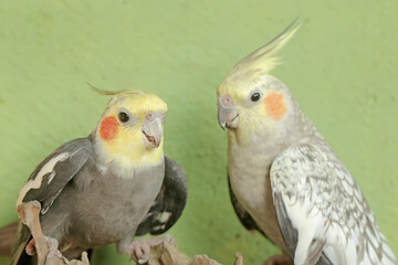 The face of a pair of Australian parakeets that looks very dashing and distinguished with a crest standing upright. This hook-billed bird has the scientific name Nymphicus hollandicus.