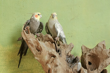 A pair of Australian parakeets are resting on a dry tree trunk. This hook-billed bird has the scientific name Nymphicus hollandicus.