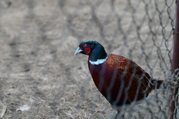 pheasant male and female pheasant
