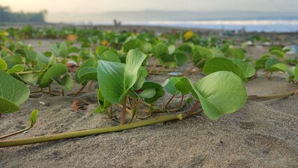 Ipomoea pes-caprae, also known as bayhops, beach morning glory, railroad vine or goat's foot. It grows on the upper parts of beaches and endures salted air.