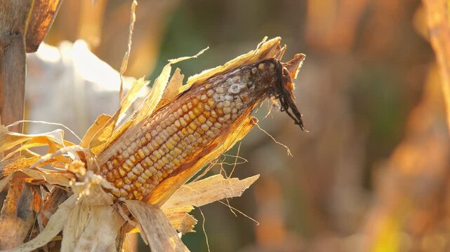 close up imperfect corn due to fungal disease