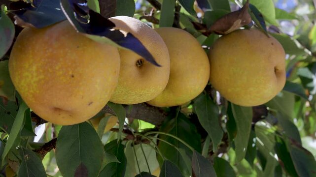 Asian pears hanging on tree in orchard
