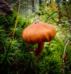 mushroom in the forest