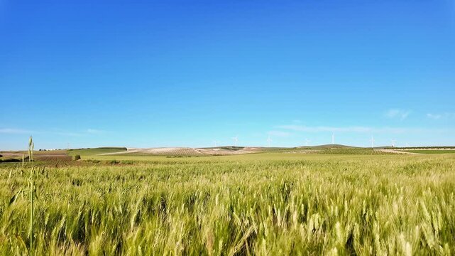 Wheat field swaying gently under the clear blue sky in the countryside on a sunny day.