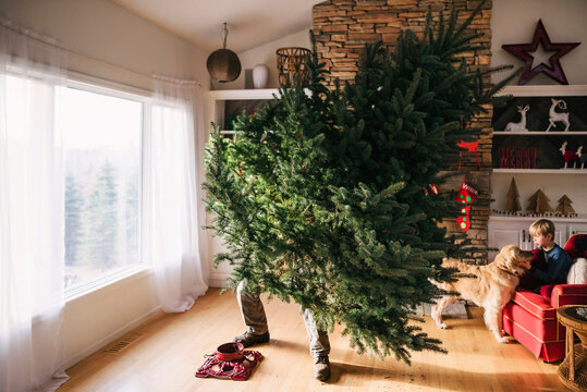 Man setting up a Christmas tree in the living room with his son and dog sitting on a sofa watching
