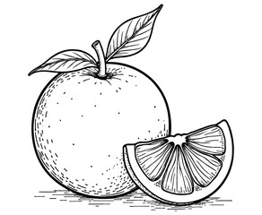 Orange Fruit illustration coloring page