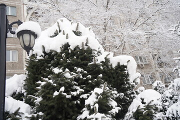 Branches under a large layer of snow in the city square.