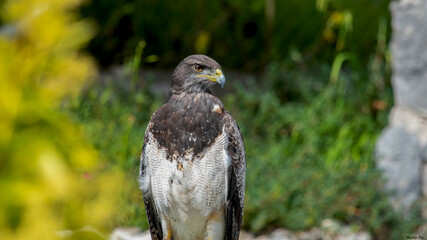 Gray eagle (Geranoaetus Melanoleucus) on green background