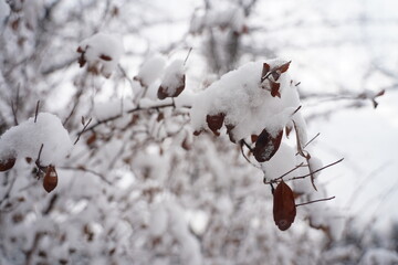 Branches under a large layer of snow in the city square.