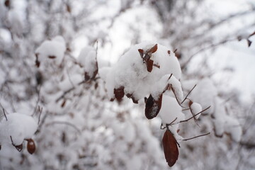 Branches under a large layer of snow in the city square.