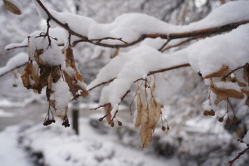 Branches under a large layer of snow in the city square.