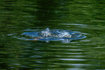 Splash after duck diving in the lake.