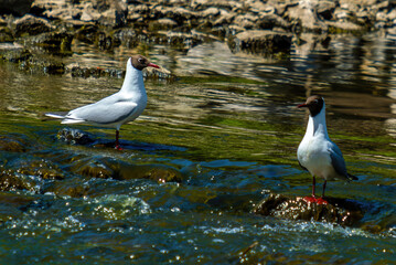 A seagull stands in the water on a stone threshold.