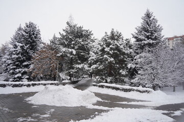 Branches under a large layer of snow in the city square.