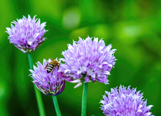 A bee on a blue flower in a field on a summer day.