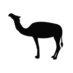 Fototapeta premium Camel silhouette. Camel vector silhouette.