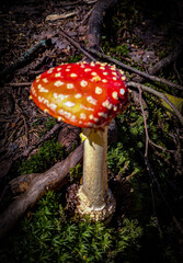 fly agaric mushroom