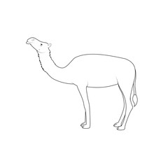 Camel line art black and white illustration. Camel drawing for coloring page. Camel line art, drawing.