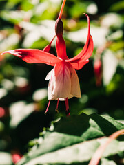 Fuchsia flower