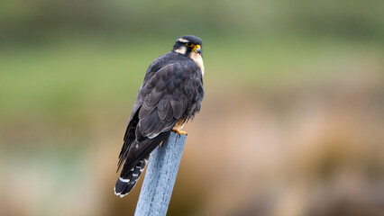 Grey Falcon (Falco femoralis) perched on a pole at the Equator