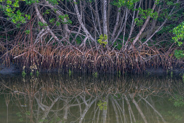 Red mangroves, near Fort Pierce, Florida