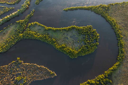 Mangroves are replacing salt marsh in Bulow Creek, Florida.