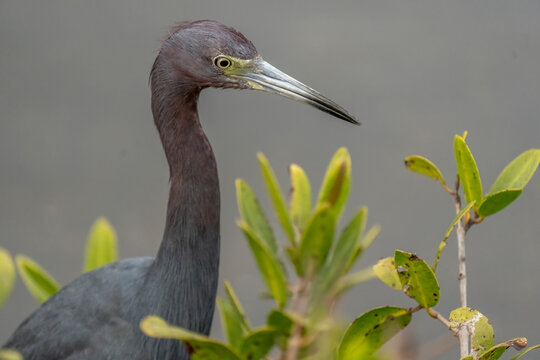 Little Blue Heron, Merritt Island National Wildlife Refuge, Florida
