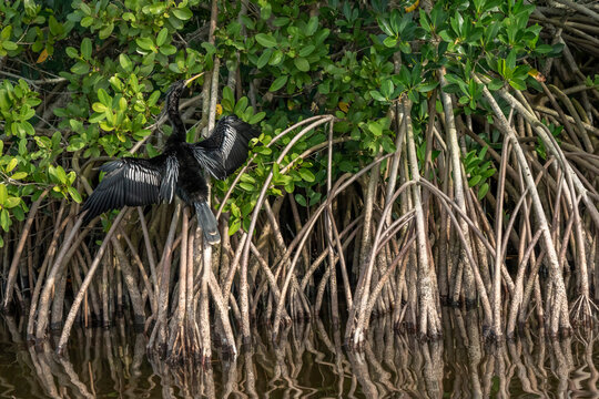 Anhinga, Merritt Island National Wildlife Refuge, Florida