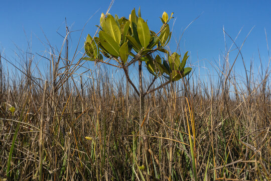 Farthest north red mangrove, near St. Marys River, Georgia.