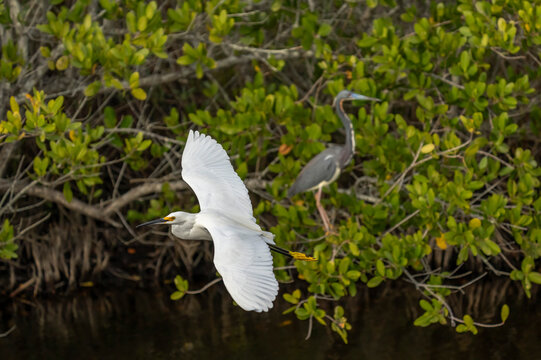 Snowy Egret, Great Blue Heron, Merritt Island, Florida
