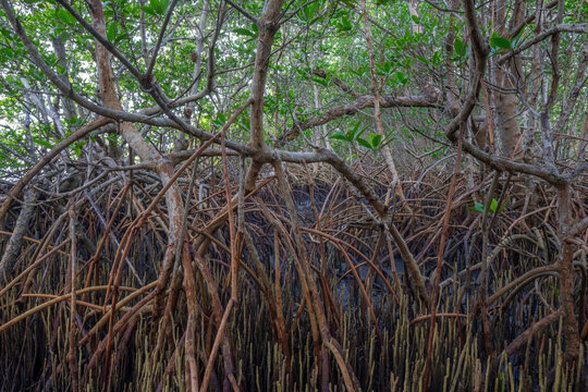 Red mangroves, near Fort Pierce, Florida