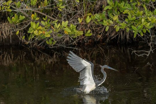 Great Blue Heron, Merritt Island National Wildlife Refuge, Florida