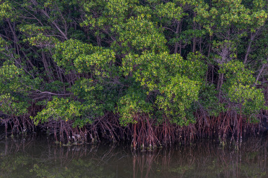 Red mangroves, near Fort Pierce, Florida