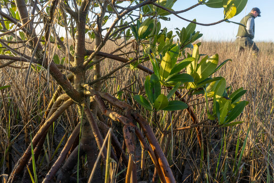 Researcher studies red mangroves on Fort George Island, Florida.