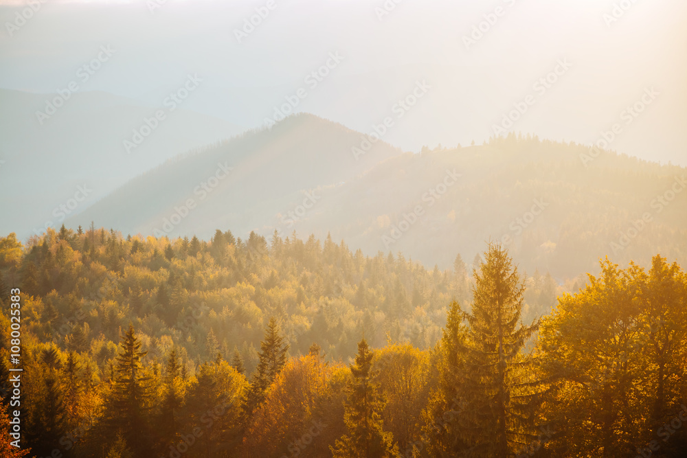 Leinwandbilder perfect view of the autumn forest in soft sunlight. charming image of calming and relaxation.