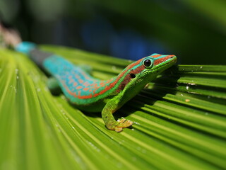 Blue-tailed Ornate Day Gecko - protected endemic species of Mauritius in its natural habitat - Lacépède's gecko